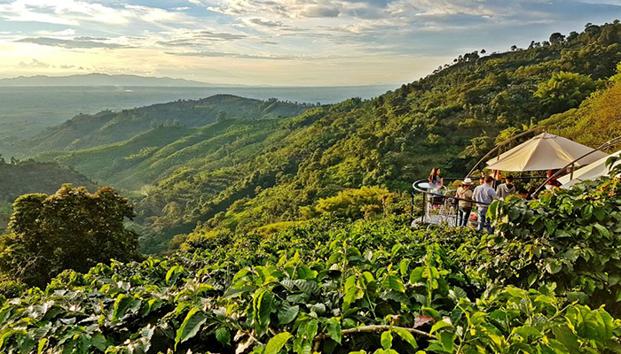 HACIENDA VENECIA COFFEE FARM EXPERIENCE | Volonline